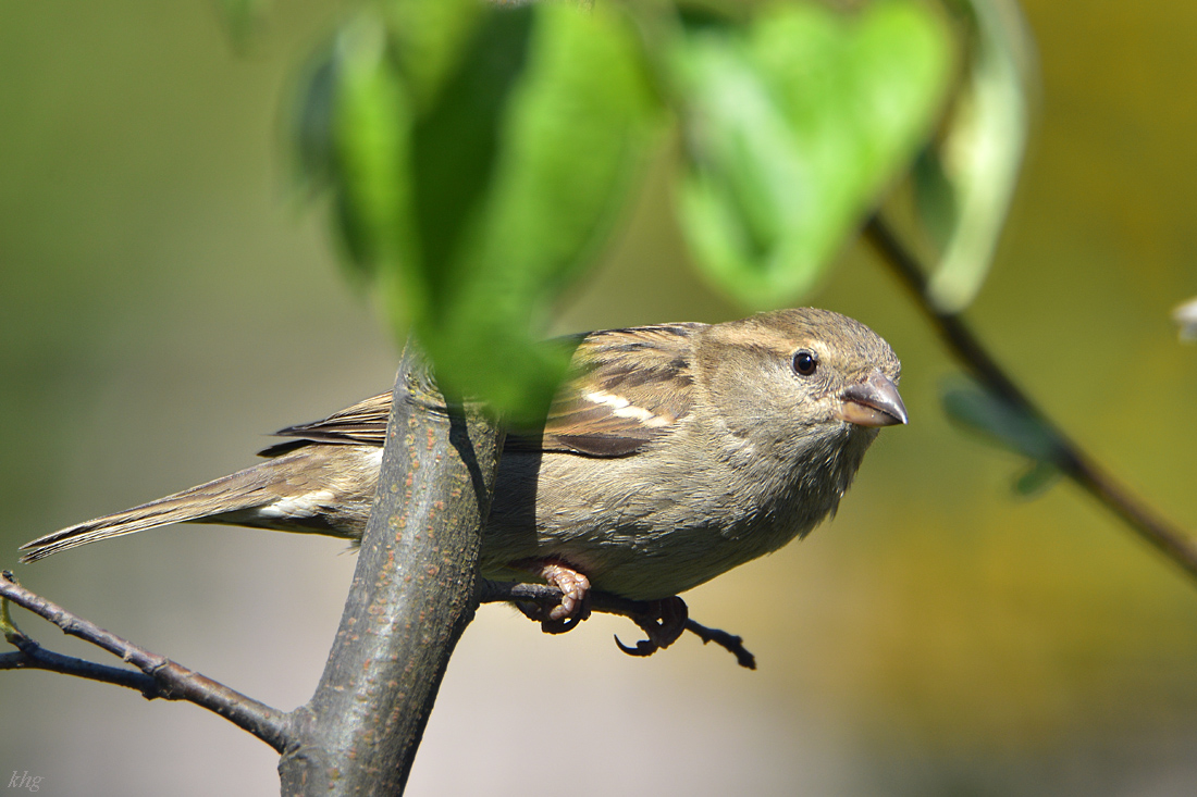 DSC 1262 Spatz