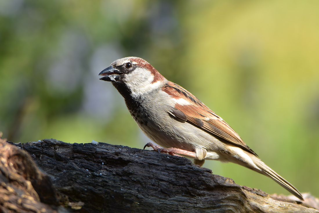 DSC 1272 Spatz