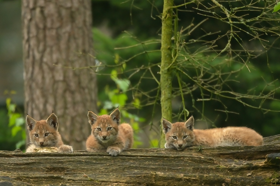DSC 1324 NF-F
Naturwildpark Granat
11. August 2012