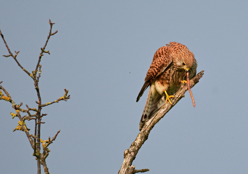 DSC 1378 Falke w Regenwurm 1000