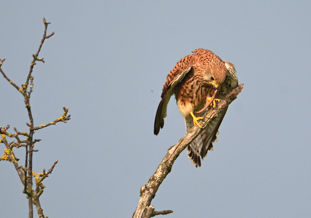 DSC 1379 Falke w Regenwurm 1000