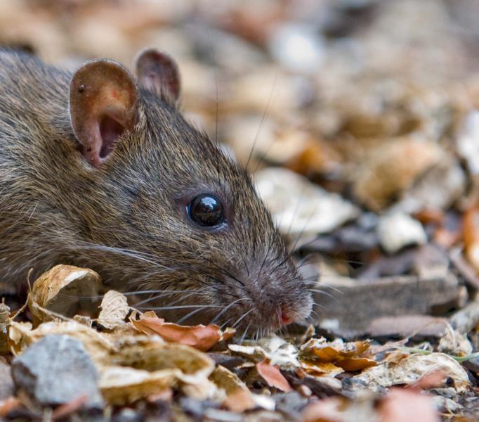 DSC 1395 Ratte01 profil 02 Kopie
Mehr Freiheit für das Rattenohr