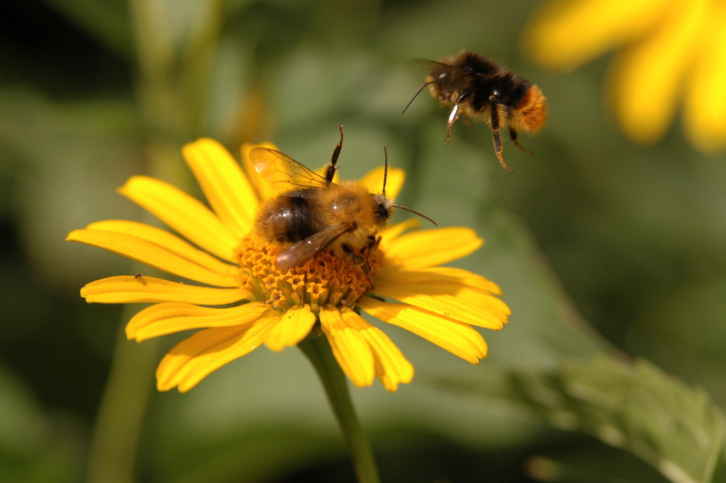 DSC 1400 
Besetzt !   
Typische Abwehrhaltung einer Hummel.  
D 70s + AF Nikkor 28-105 mm 3.5-4.5 D   
105mm f 5,6, 1/800, Iso 200  
17.8.2010 14:41