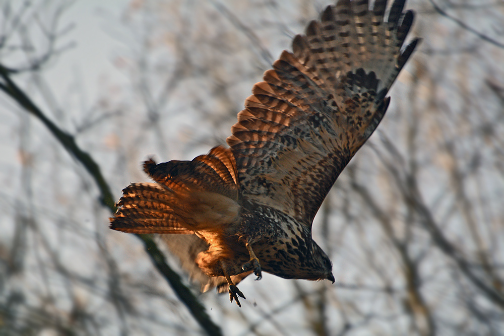 DSC 1404 Bussard 1000