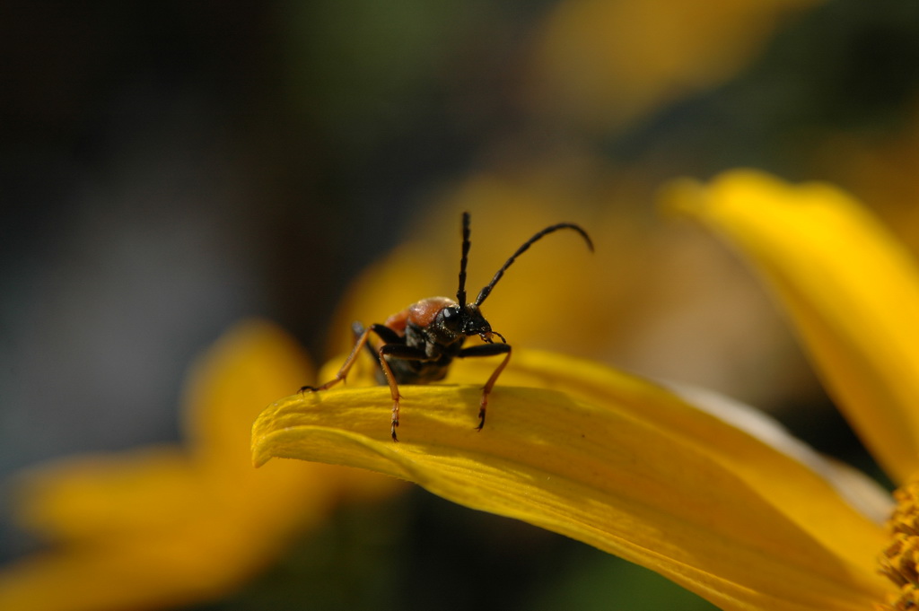 DSC 1408 
Unbekannter Käfer auf Schuhcremeblume.  
D 70s + AF Nikkor 28-105 mm 3.5-4.5 D   
105mm f 7,1, 1/800, Iso 200  
17.8.2010 14:45