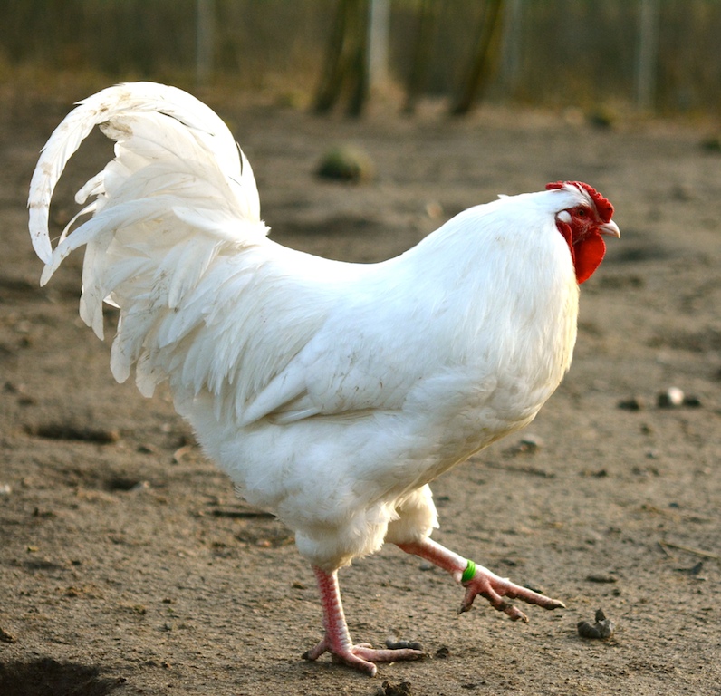 DSC 1423
