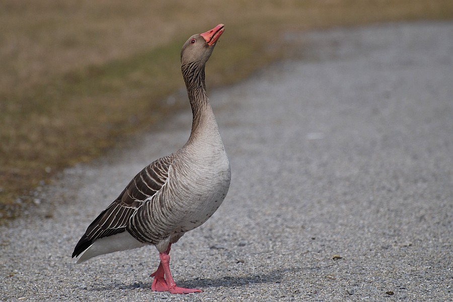 DSC 1465