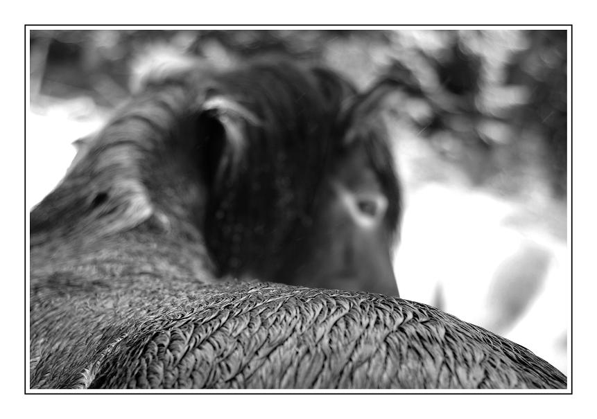 DSC 1473 sw
