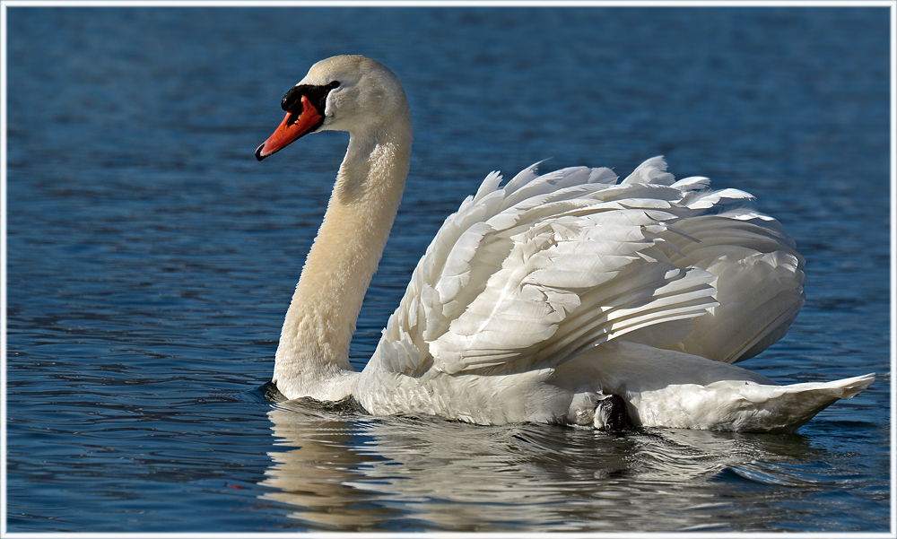 DSC 1500 Schwan 1 1000 R