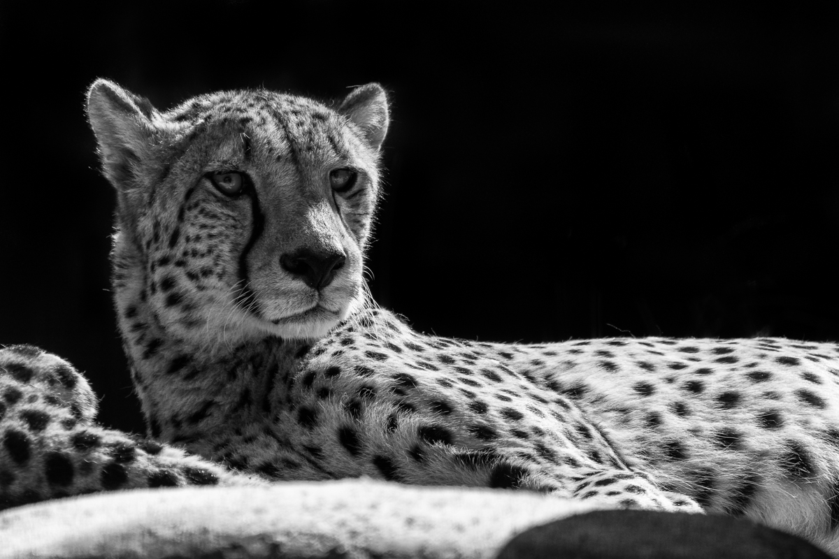 DSC 1514 cheetah
