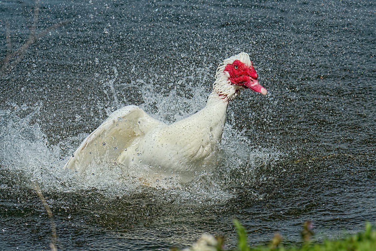 DSC 1533 v1k