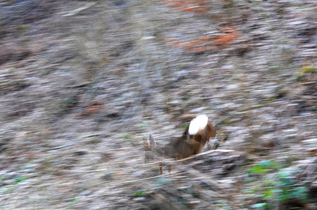 DSC 1540 NF