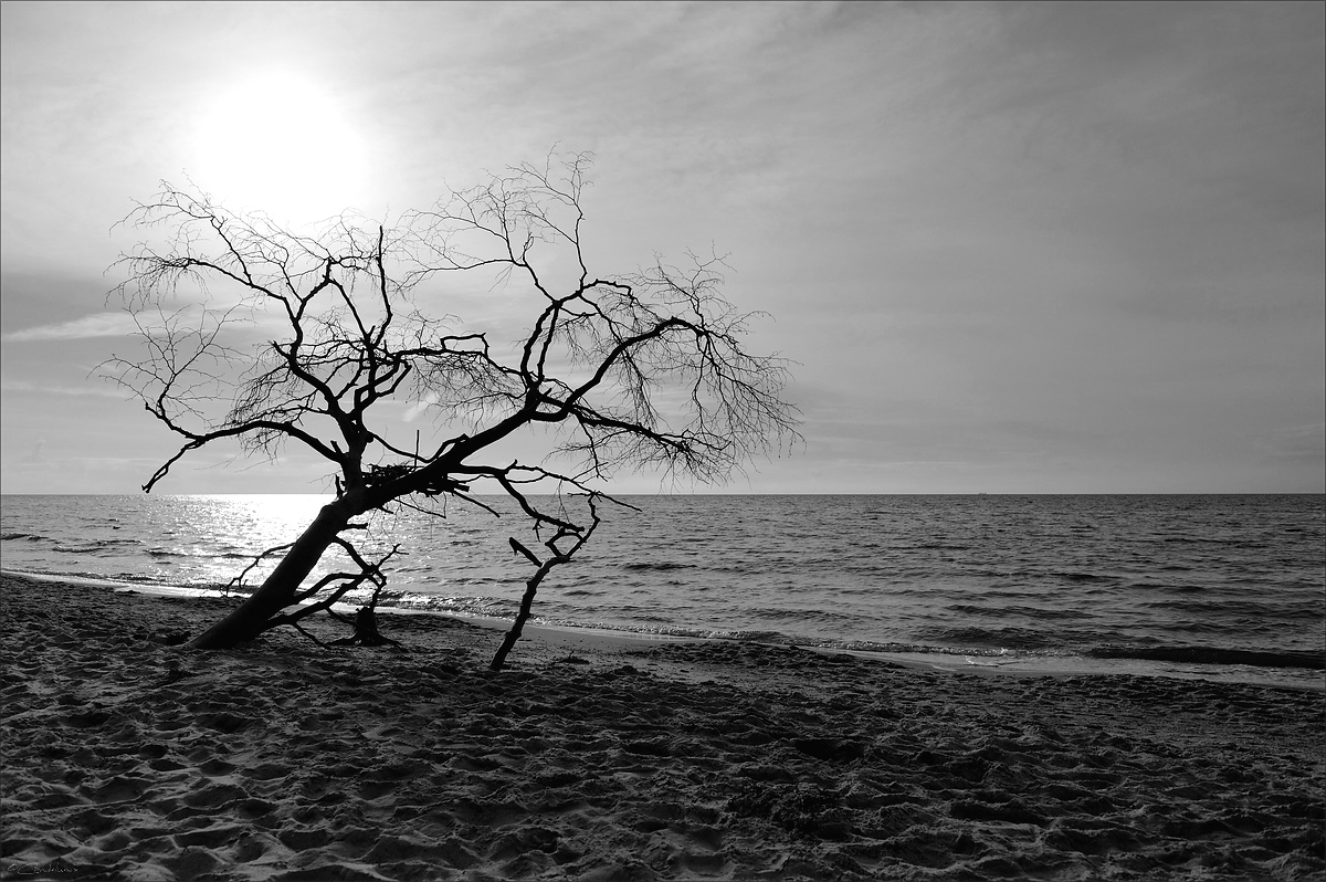 DSC 15442   Weststrand B+W