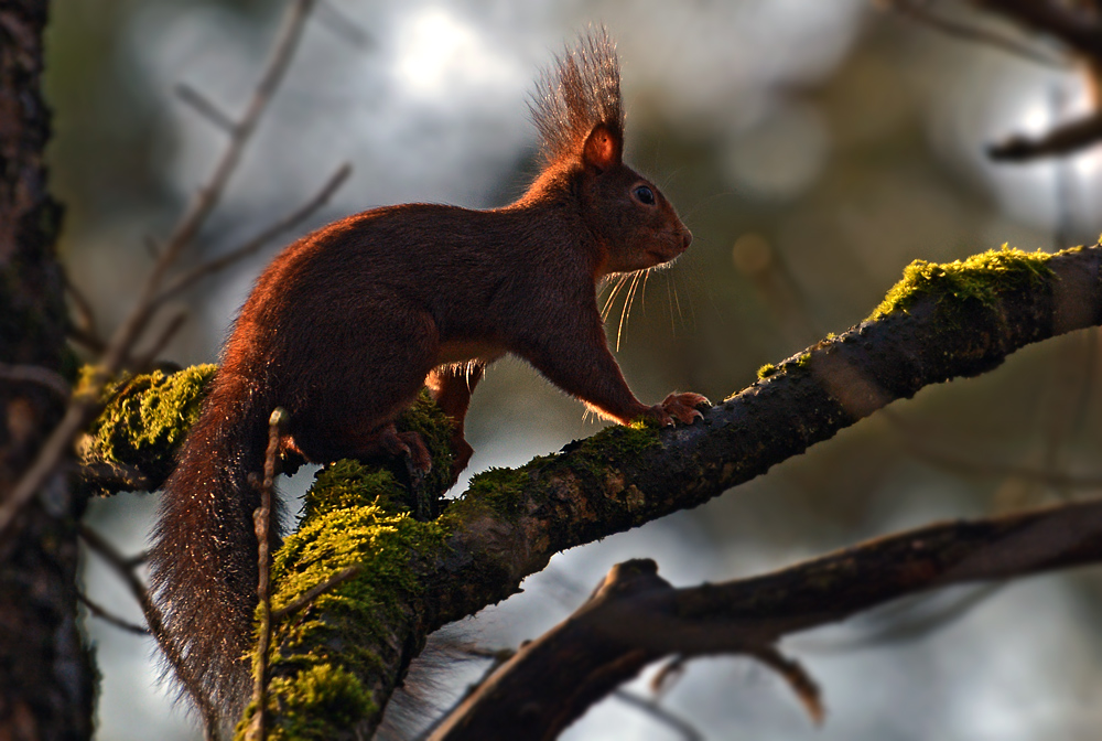 DSC 1579 Eichhörnchen 1000