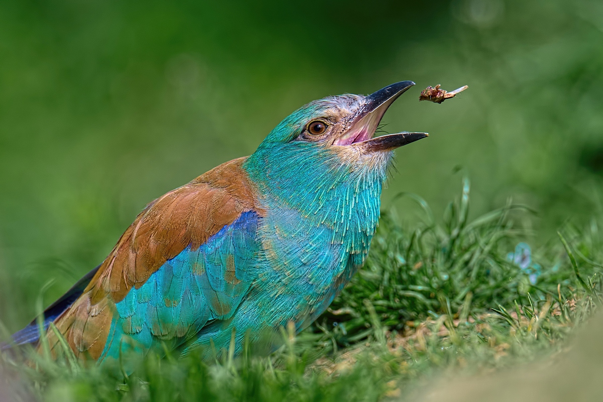 DSC 1595 v1k
