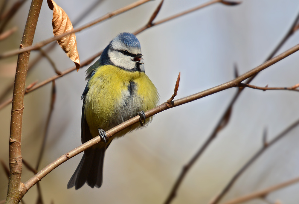 DSC 1627 Blaumeise 1000