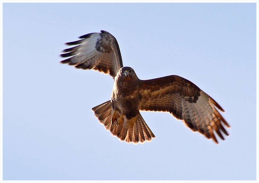 DSC 1645 Bussard 1000 R 10