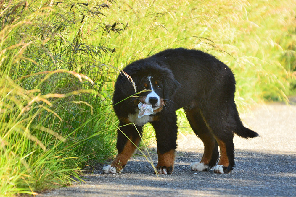 DSC 1646 Berner Sennwelpe