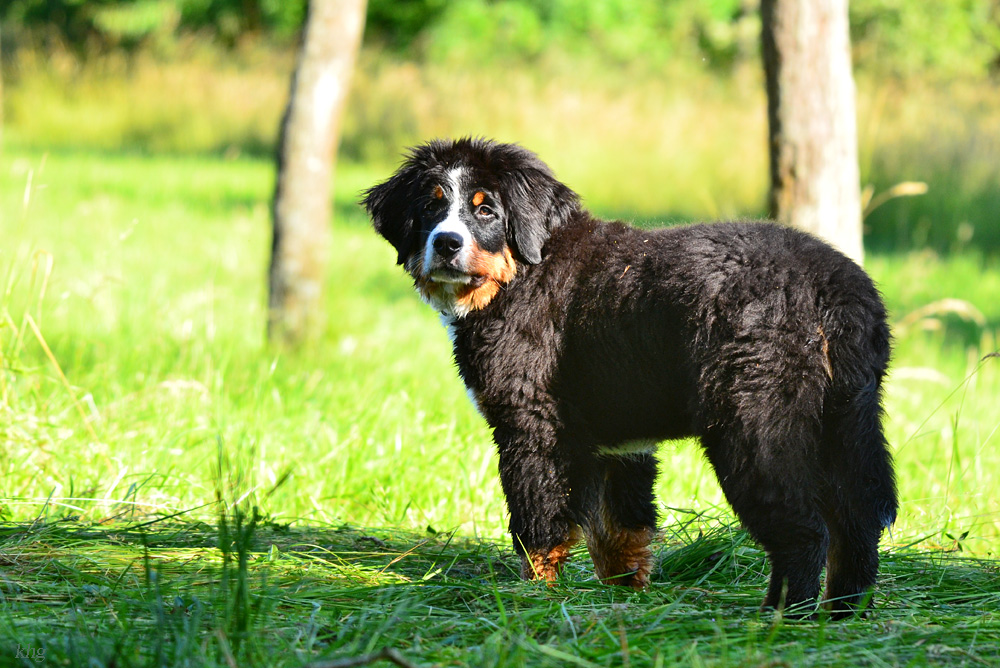 DSC 1648 Berner Sennwelpe