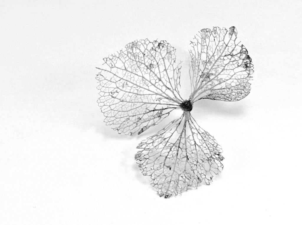 DSC 1656 1 BW NF
