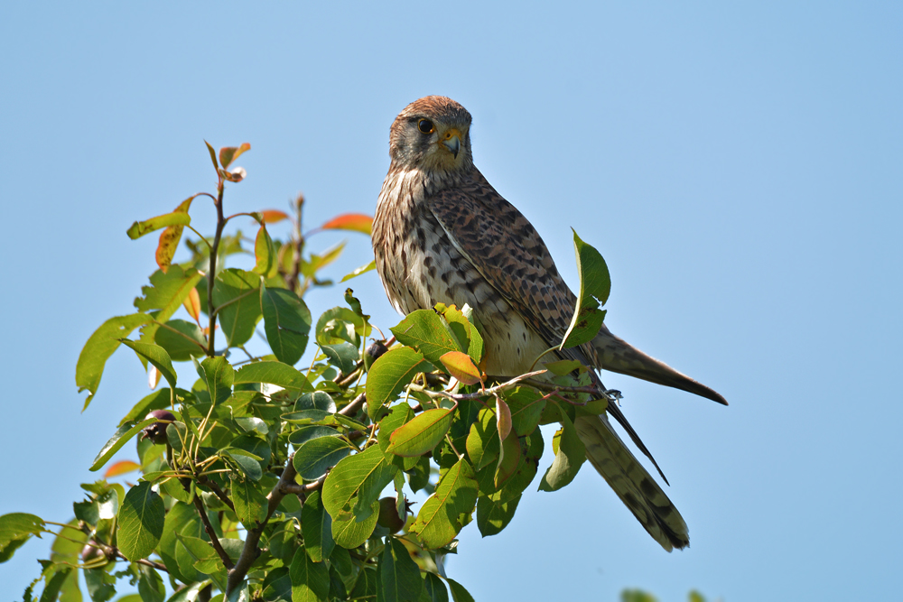 DSC 1663 Falke w 1000