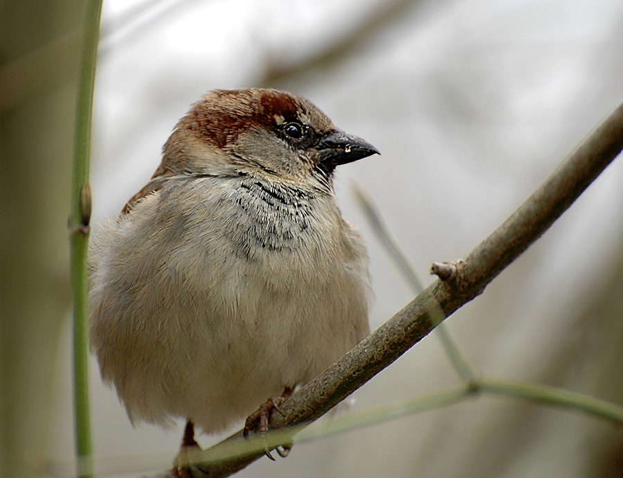 DSC 1668 spatz III 900