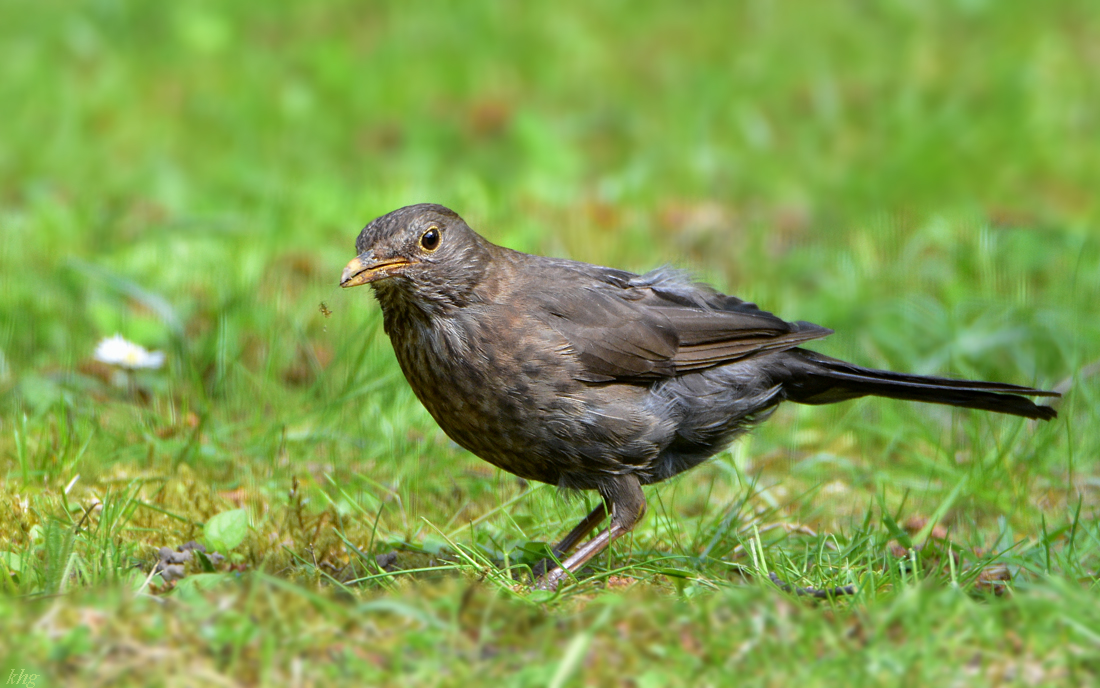 DSC 1676 Amsel