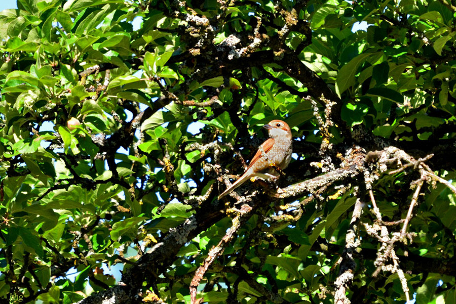 DSC 1688 khg