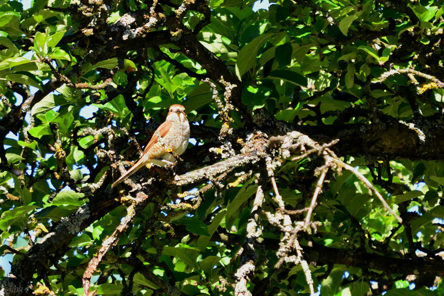DSC 1689 khg