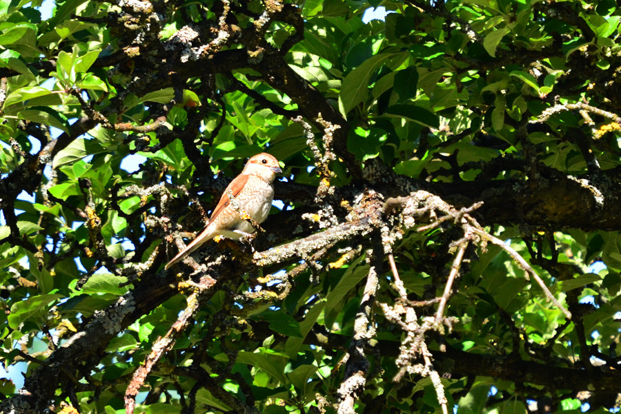 DSC 1690 khg