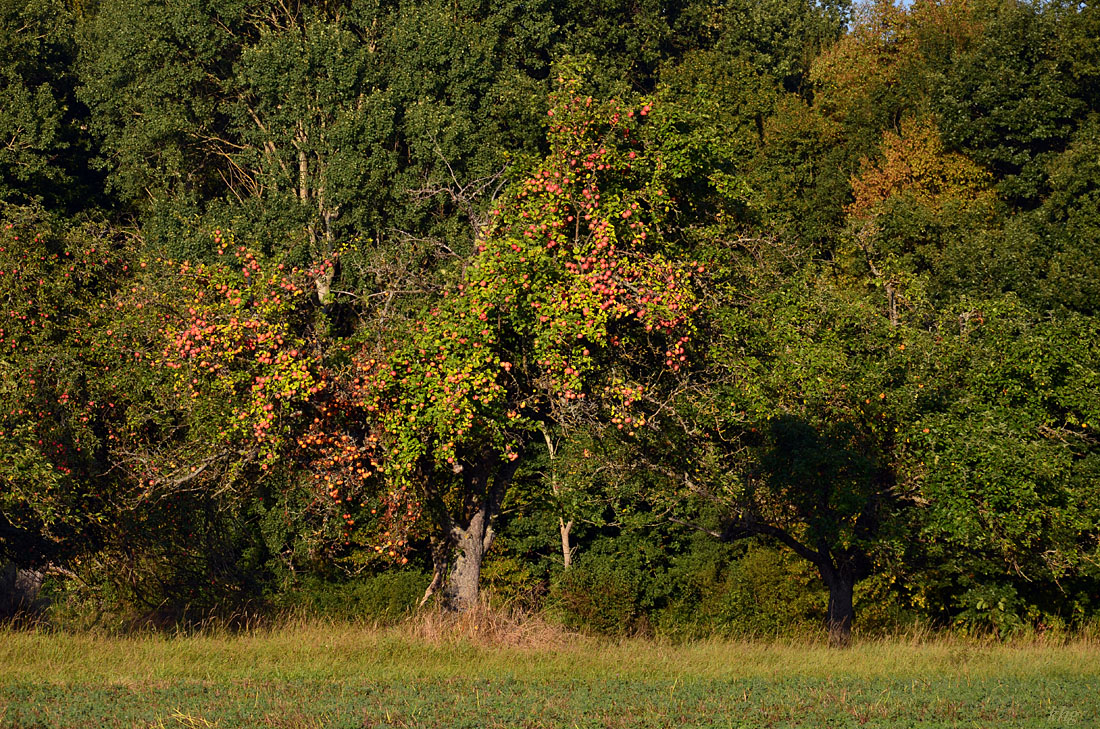 DSC 1697 khg 
Sehr alter Apfelbaum am Waldrand