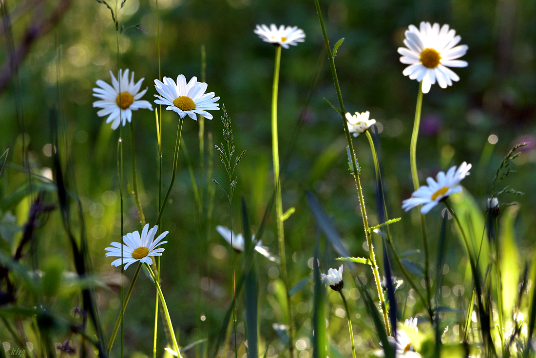 DSC 1706 Wiesenblumen