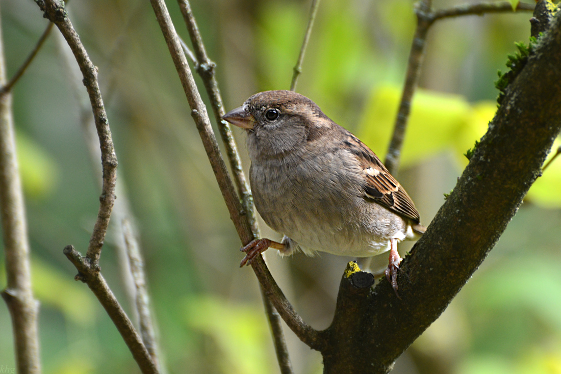 DSC 1729 Spatz