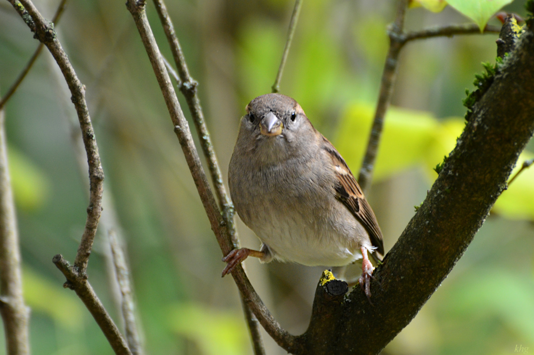 DSC 1730 Spatz