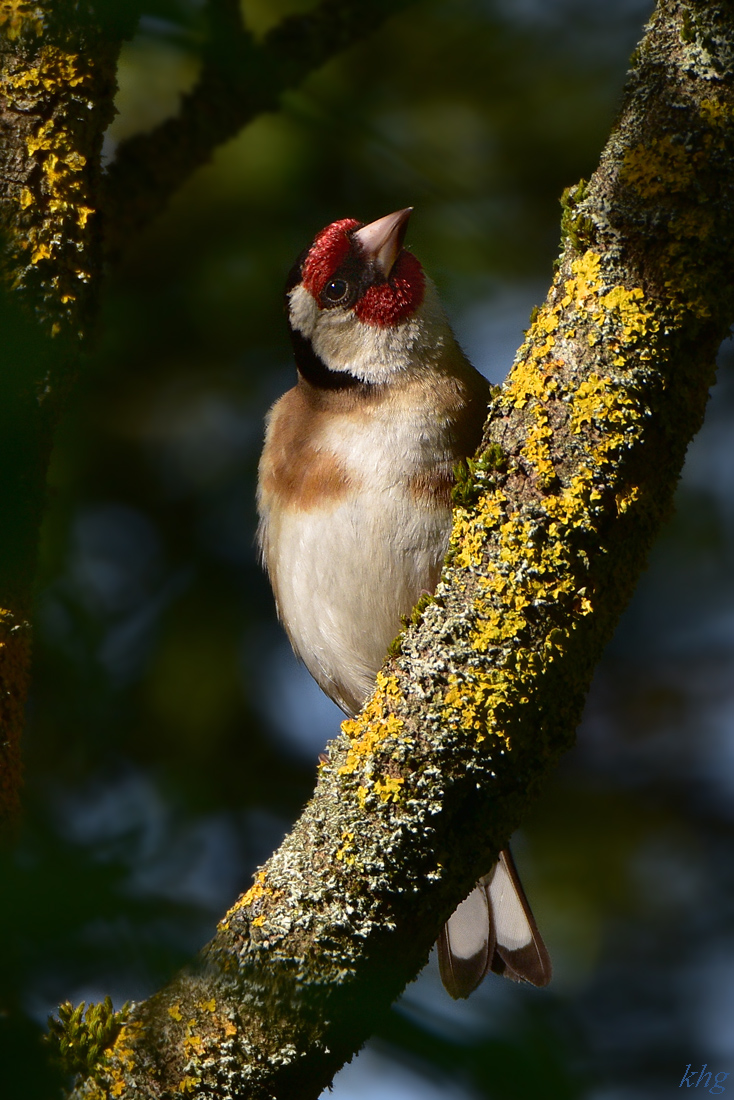 DSC 1733 Distelfink
