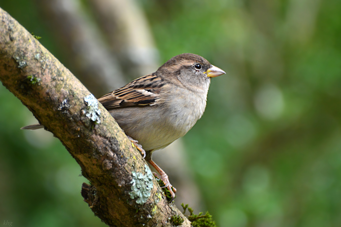 DSC 1733 Spatz