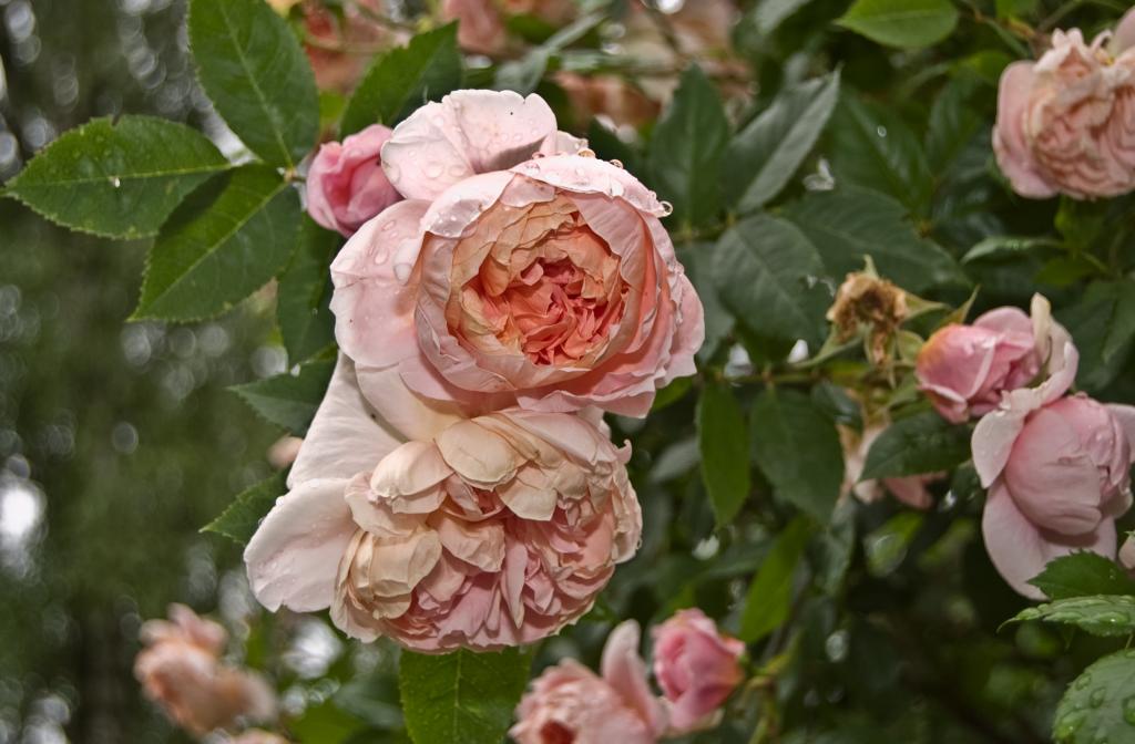 DSC 1738