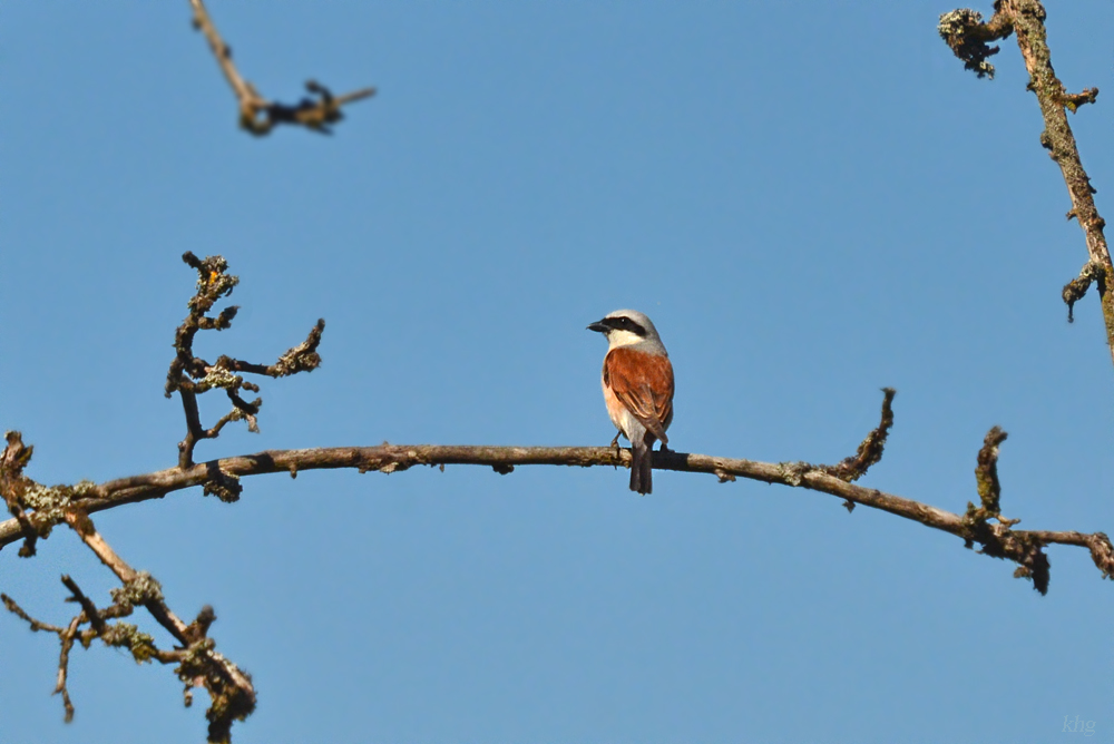 DSC 1742 khg