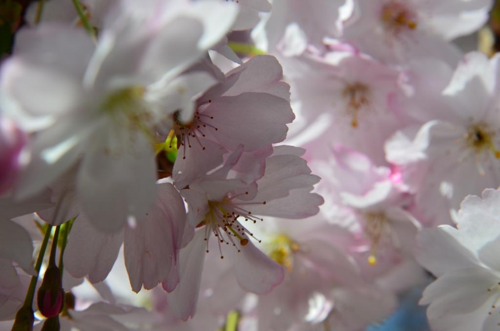 DSC 1755 (1280x848)
Meine Sicht vom Frühling