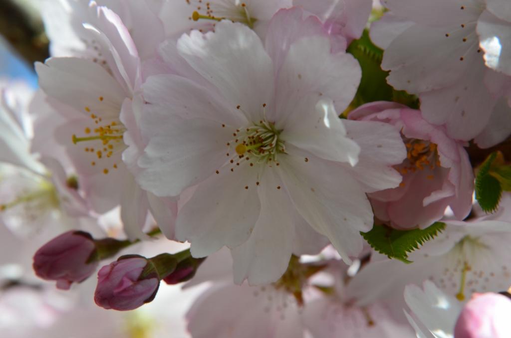 DSC 1761 (1280x848)
Meine Sicht vom Frühling