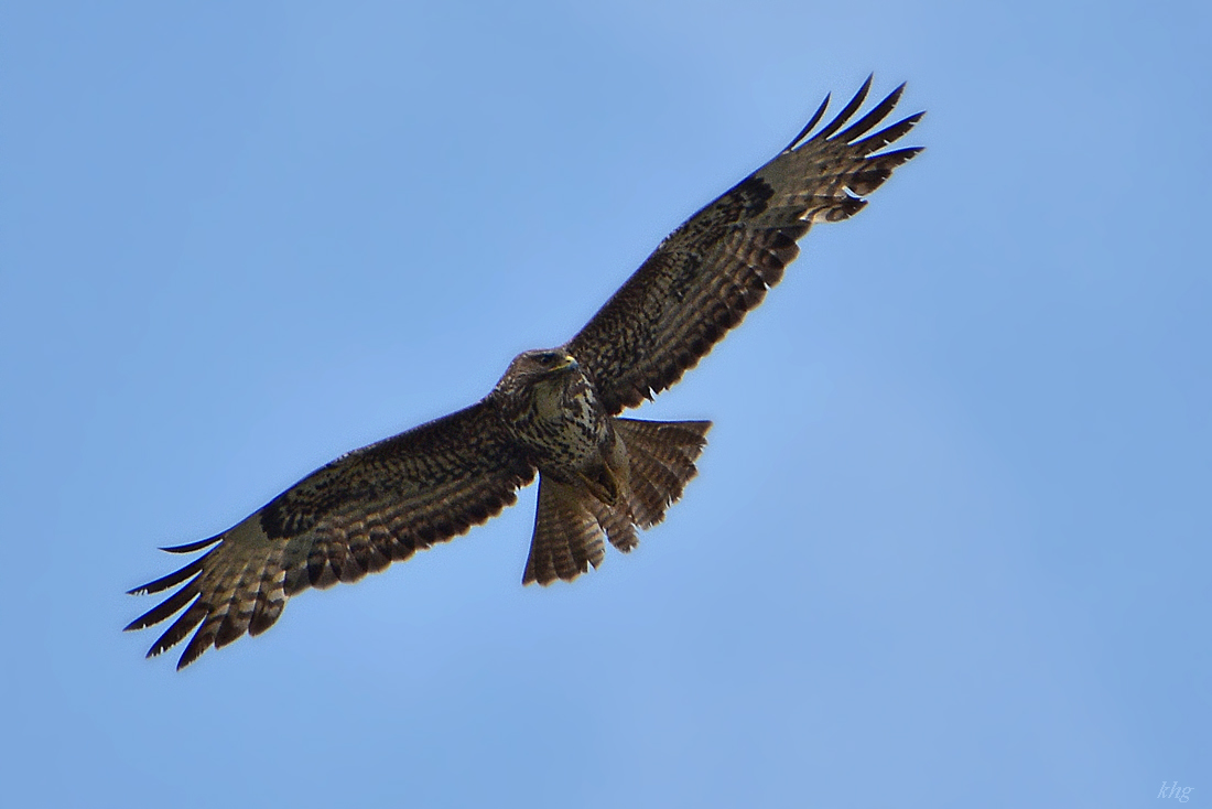 DSC 1773 Bussard