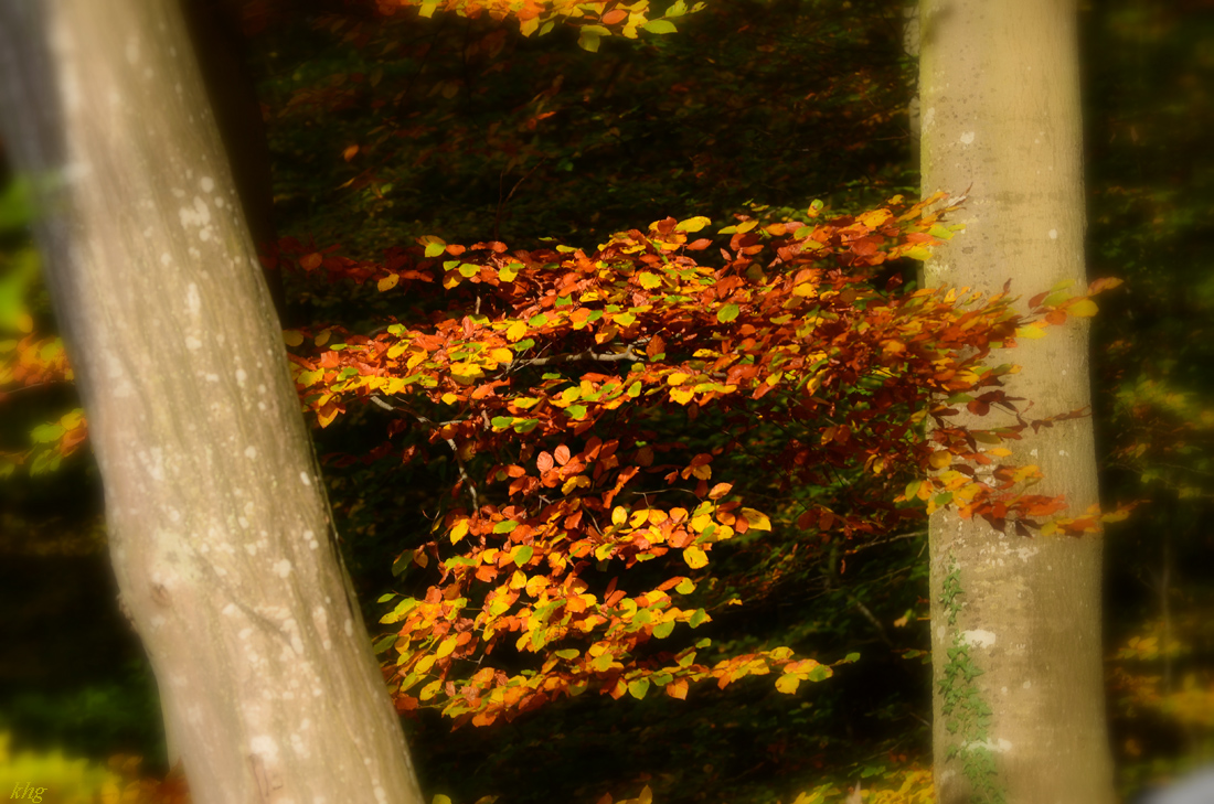 DSC 1786 Herbst