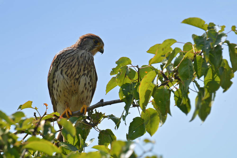 DSC 1816 Falke w 10004