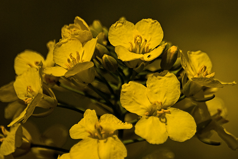 DSC 1821aa