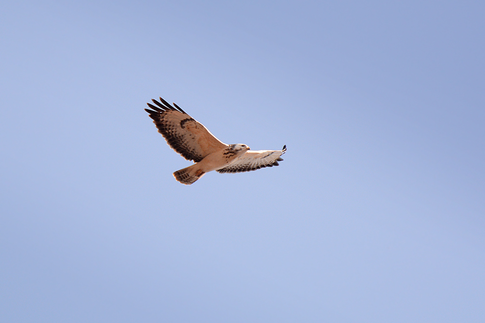 DSC 1837 Weißer Bussard 1000
