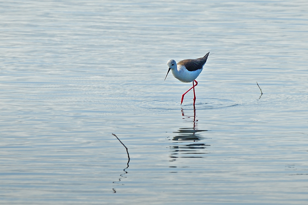 DSC 1854 Stelzenläufer 1000