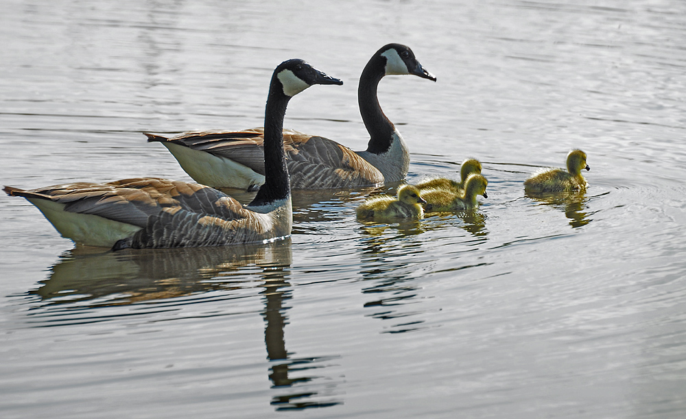 DSC 1864 Familienausflug 1 1000