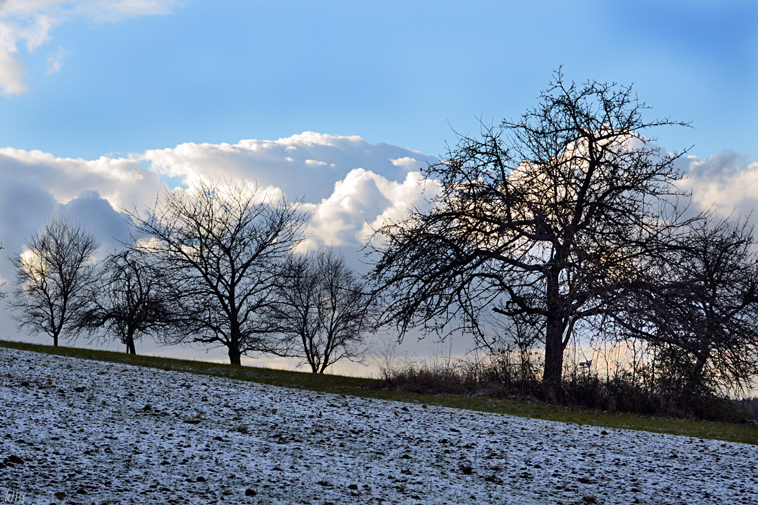 DSC 1921  Winter