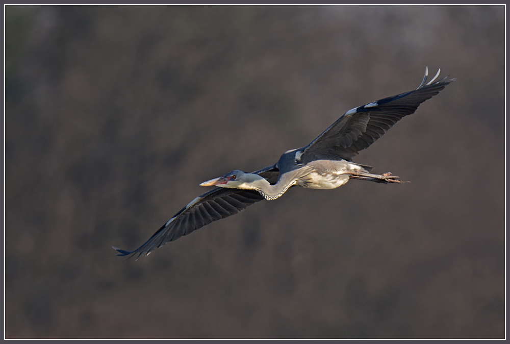 DSC 1928 Reiher 1000 R