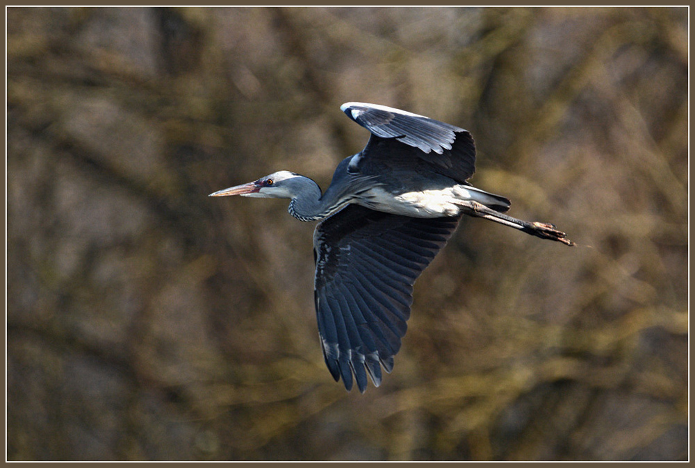DSC 1932 Reiher 1000 R